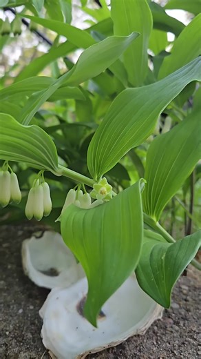 Solomon's Seal: Ideal Native Plant for Your Cape Cod Shade