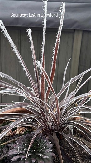 🫧 Rime ice and hoar frost: sounds scandalous but it's all ice, ice, baby! We’re seeing lots of cool (and slippery) ice deposits across the valley right now, thick enough in some spots to look like snow, but what exactly are we seeing? Learn the difference between riming and hoar frost. 👇❄️ | Rachel Garceau