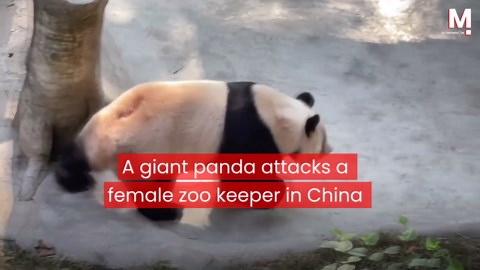 Panda attacks zookeeper in front of terrified visitors