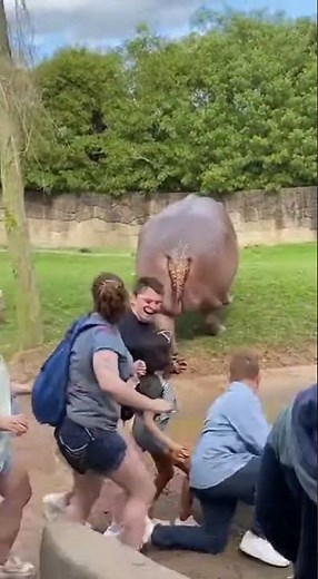 Hippo's Hilarious Fart Surprise at the Zoo! 😂💥 #ZooGems #FunnyAnimals #CaughtOnCamera