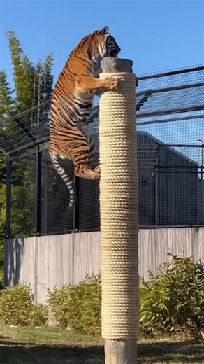 Have a budding zookeeper in the family? Why not sign them up for a Zookeeper for a Day experience?! 🦁🐯🐨🙊 🐅 Mini Zookeeper For A Day for 8-12 year old animal lovers. 🐘Cadet Zookeeper For A Day for 13-17 year old wildlife focussed teens. 🦎Accessible Zookeeper For A Day is a half day program for anyone aged 8 years old that requires a support person to participate. Book now: https://sydneyzoo.com/experiences | Sydney Zoo