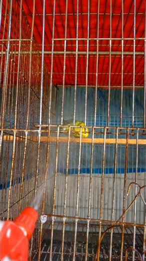 Budgie Bath Spray Fun 🐦💦😍