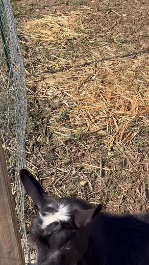 15 reactions · 5 comments | Kind of a quiet afternoon here at Boldly Go Farm. The goats are behaving, Remi is out on patrol, Josie is napping near her horse friends and Bailey and Zelda are hunting mice! All of that could change very quickly, but I’m enjoying the moment while it lasts! #tuesday #farmlife #farming #boldlygofarm | Boldly Go Farm | Facebook