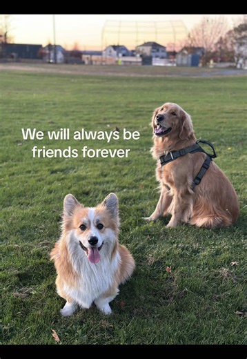 Corgis and Golden Retrievers: Friends Forever