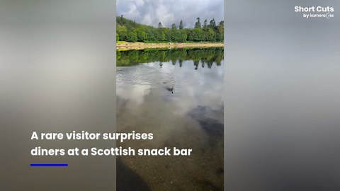 Rare visitor: Giant basking shark cruises past Scottish pier