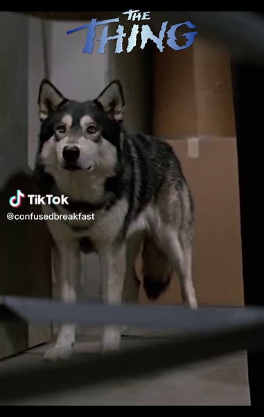 Exceptional Dog Performance in The Thing Movie