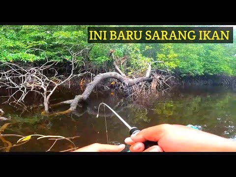 Jigging di bawah kayu mati joran XUL oregon hampili saya di siksa ikan ini