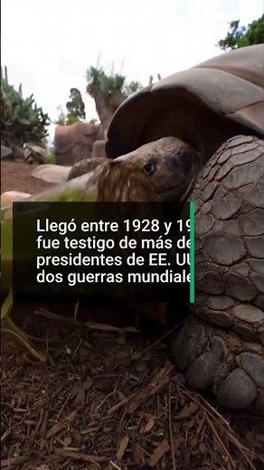 Muere Gramma, la tortuga de Galápagos de 141 años, ícono histórico del Zoológico / La Opinión