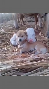 Bestie for life | Creature Trending