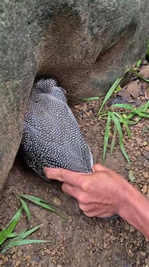 Amazing Guinea Fowl With Lots of Baby Chicks🐤🐤🐤