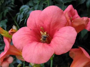 "Trompetenblume-Campsis radicans"-Eine Slideshow von Karin und Wolfgang Schmökel