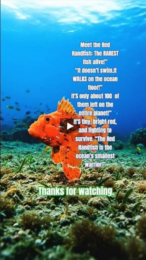 Brief Facts About The Red Handfish(Thymichthys politus): The Rarest Fish Alive
