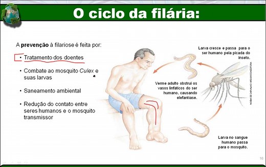 Filo Nematelmintos - características, verminoses e doenças - Biologia