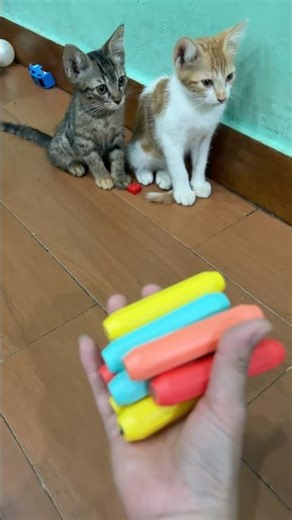 Marble run blue balls #satisfying #asmr #cat #marblerun #cute #kucinglucu