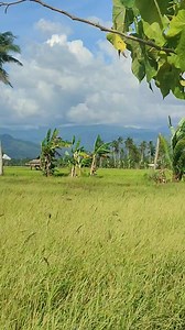 200K views · 2.1K reactions | Matubig? No problem. #trendingreels #magpapalay #pestcontrolexperts #pestcontrolservice #enjoylife #pestcontrol #trending #probinsyalife #foodchain Rain Steward @topfans | Rain Steward | Facebook