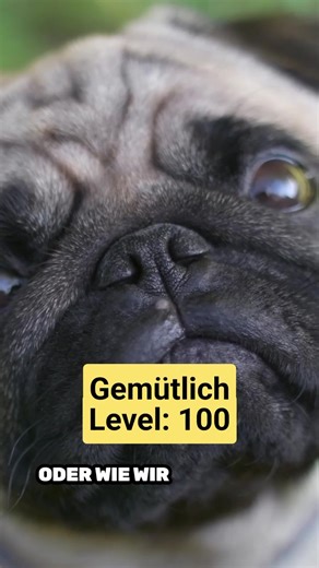 Der Mops: Zu faul für Stress, zu legendär für Normal Der Mops ist kein Hund. Der Mops ist ein Lebensgefühl. Er sprintet nicht – er entscheidet sich bewusst gegen Hektik. Er bellt nicht – er kommentiert die Welt mit Stil. Er schnarcht nicht – er imitiert einen V8-Motor im Leerlauf. Dieser Hund hat keine Eile, kein Stress und absolut kein Interesse daran, irgendwem etwas zu beweisen. Seine Mission ist klar: Fressen. Schlafen. Bewundert werden. Und dabei ist er so liebevoll, anhänglich und loyal, d
