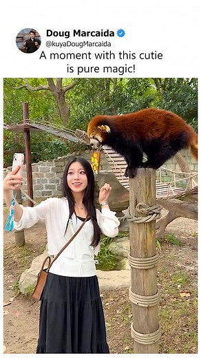 142K views · 1.3K reactions | Red Panda express | Doug Marcaida | Facebook