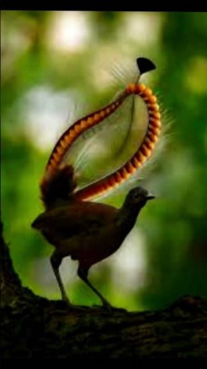The bird that sounds like a crying baby!