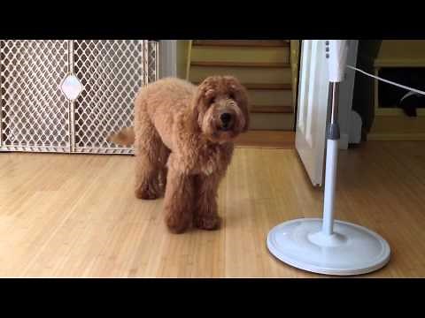 Rex my brother's Labrador-Poodle Mix dog barking.