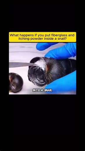 itching powder plus fiberglass💀💀#foryou #funny #explore