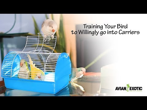 Training Your Bird to Willingly go into Carriers