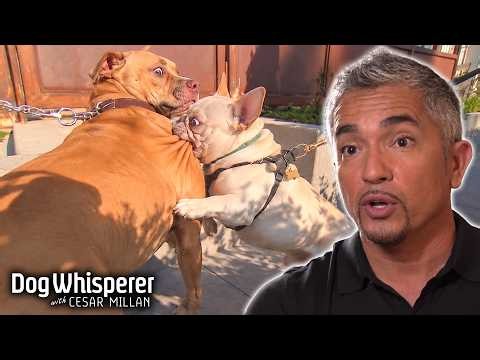 Cesar Teaches Aggressive Dogs How to Respect Other Dogs | Season 7 Episodes 5&6