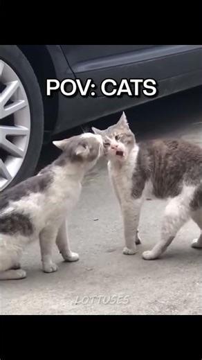 Whisker Babies vs. Everyday Objects #funny #cat