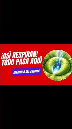 ¡Así Respiran las Plantas! 🌿 “Regulación Estomática (ABA)”