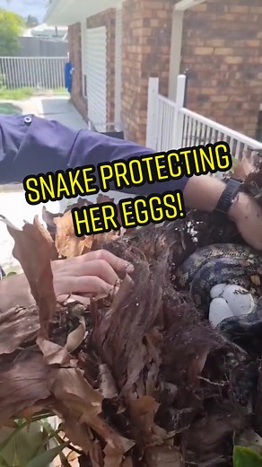 Snake Protecting Eggs