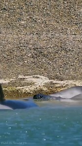 The sea lion retreats, sensing the orca nearby fully aware it has become prey.🦭🐋😱😱😱 . . #orca #orcawhale #killerwhale #sealion #wildlife #NatureDocumentary #oceanlife #marinelife #FishLifeWorldTV | FishLife world TV