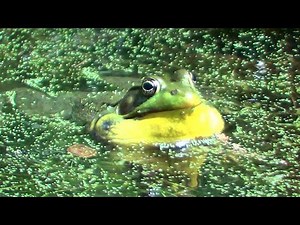 American Bull Frog Croaking 2 HQ HD