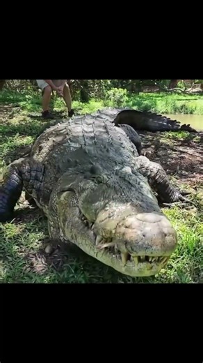 Top 3 Amazing Animal Facts | Hummingbird Wings | Crocodile Breath | Blue Whale Size