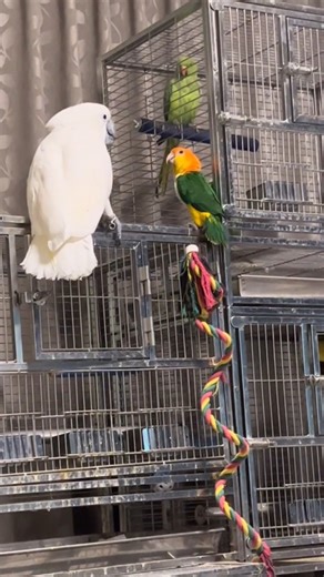 Tiny Caique Defeats Giant Cockatoo 😂 | Parrot Showdown | #shorts #lovebirds