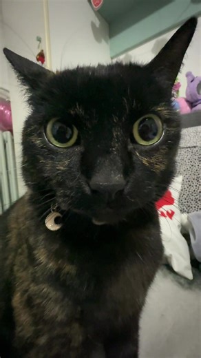 Ashley the Silly Cat's Funniest Moments