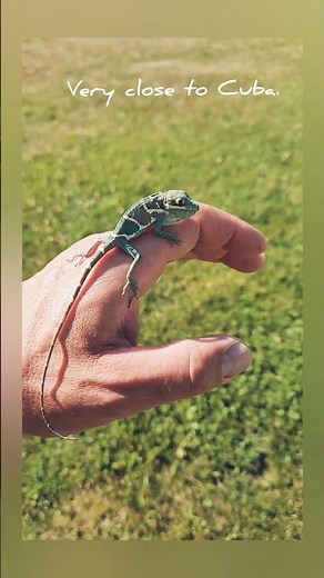 Giant Blue Beauty Anole (Anolis equestris potior) hatchling
