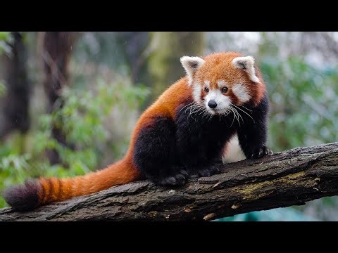 Red Panda: The Real-Life ‘Firefox