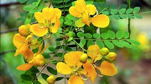 ஆவாரம் பூ எந்த முறையில் பயன்படுத்துவதால் என்ன பயன்கள் !!