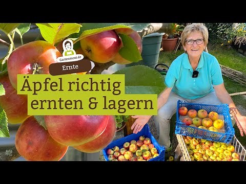 Äpfel richtig ernten und lagern für frische und gesunde Früchte im Winter