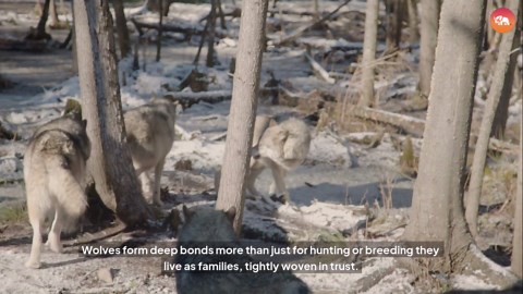 These Wolf Mourning Moments Are Heartbreaking!😭