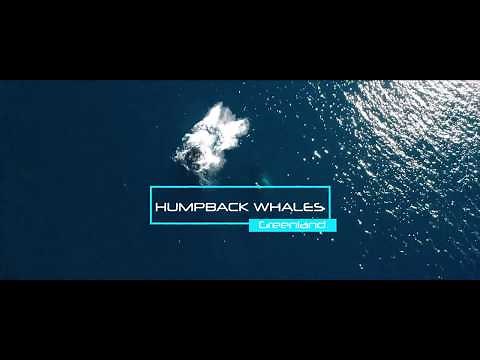 Humpback whales by drone