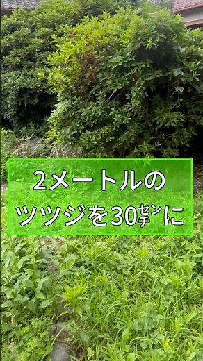 大きな低木を小さく剪定するコツ