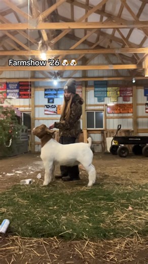 Raising Show Goats: My Journey with Romeo
