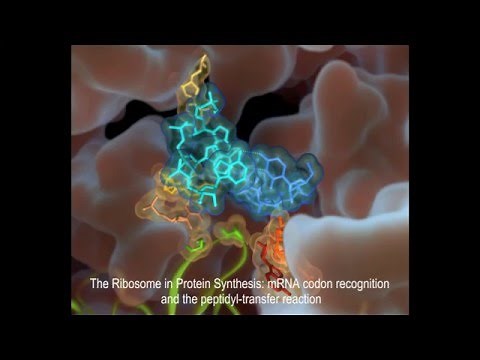 The Ribosome in Protein Synthesis: mRNA codon recognition and the peptidyl-transfer reaction