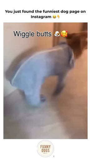 Pups | Dogs | Funny | Drop a 🐶 if your dog has wiggle butt energy. Follow @funnydogsonly for daily funny dog videos 😂❤️ . . Follow @funnydogsonly Follow... | Instagram