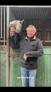 Dogs, horses, all things that are perfect #relax #nature #dogs #horses #docmartin | Doc Martin