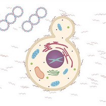 Video: Yeast Transformation and Cloning: Lithium Acetate Method