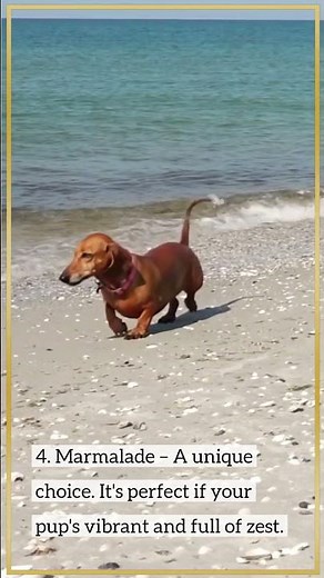 Top 5 Sweetest Names for a Girl Dachshund