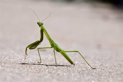 Five fast facts about easy-to-miss praying mantises