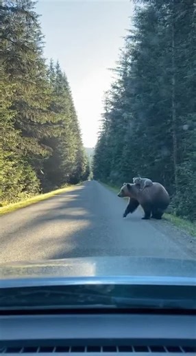 Promptopia AI on Instagram: "A dashcam in coastal Alaska captures the most bizarre wildlife moment ever: a massive grizzly bear casually crosses a forest road with a koala clinging to its shoulder like a tiny hitchhiker. The driver can barely believe their eyes as the unlikely duo passes by without a care in the world."