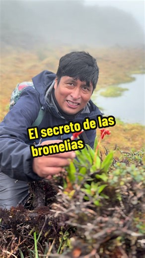 The Secret of Bromeliads: Nature's Hidden Trick